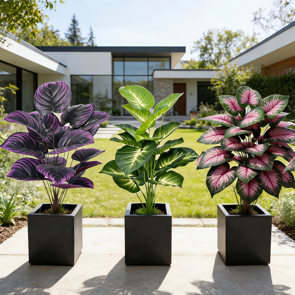 3pc Featuring Various Large-Le - Ficus Lyrata Tree review and price