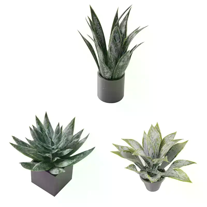 Miniature Aloe Vera Potted Pla - Aloe Vera Pot review and price