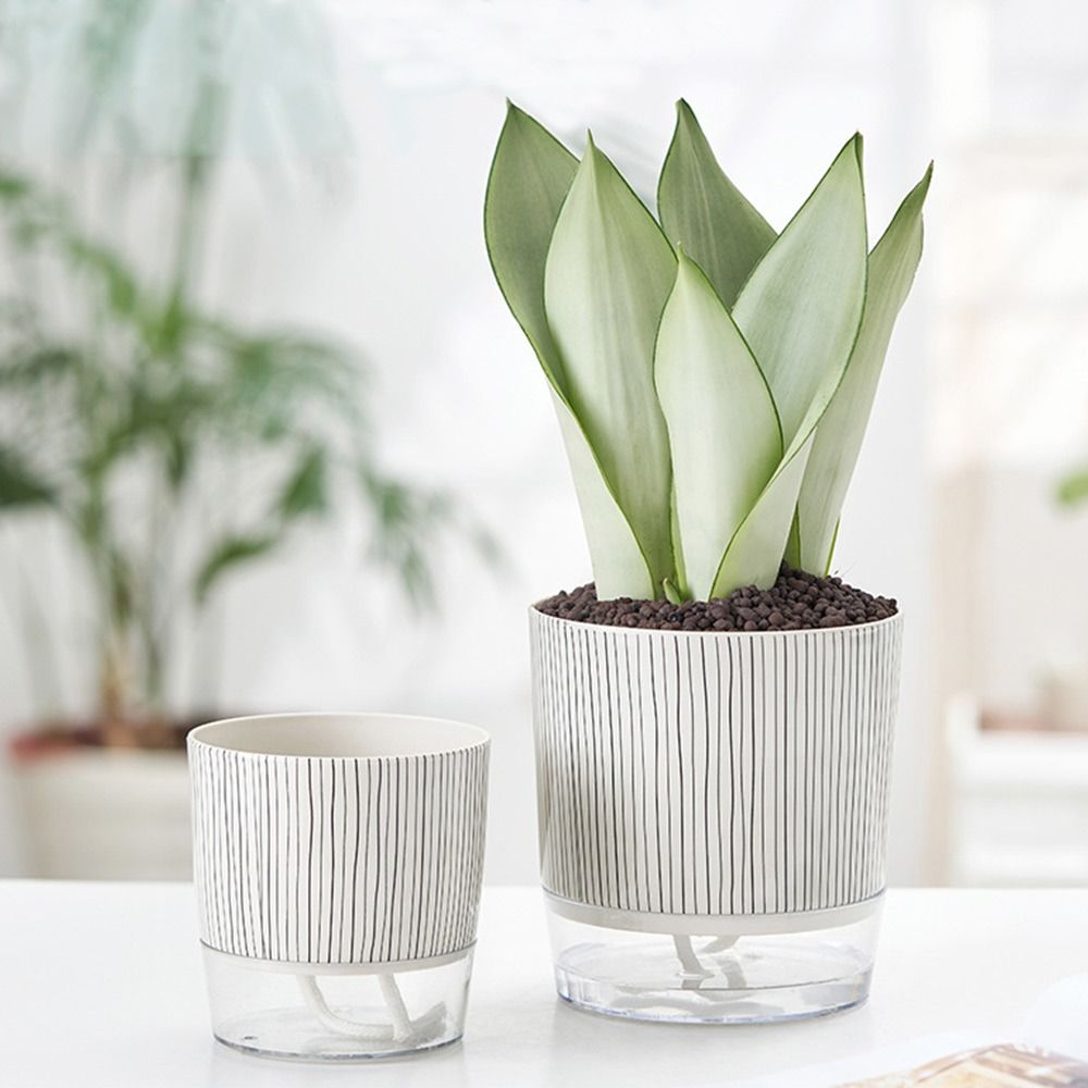 Transparent Self-watering Plan - Aloe Vera Pot review and price
