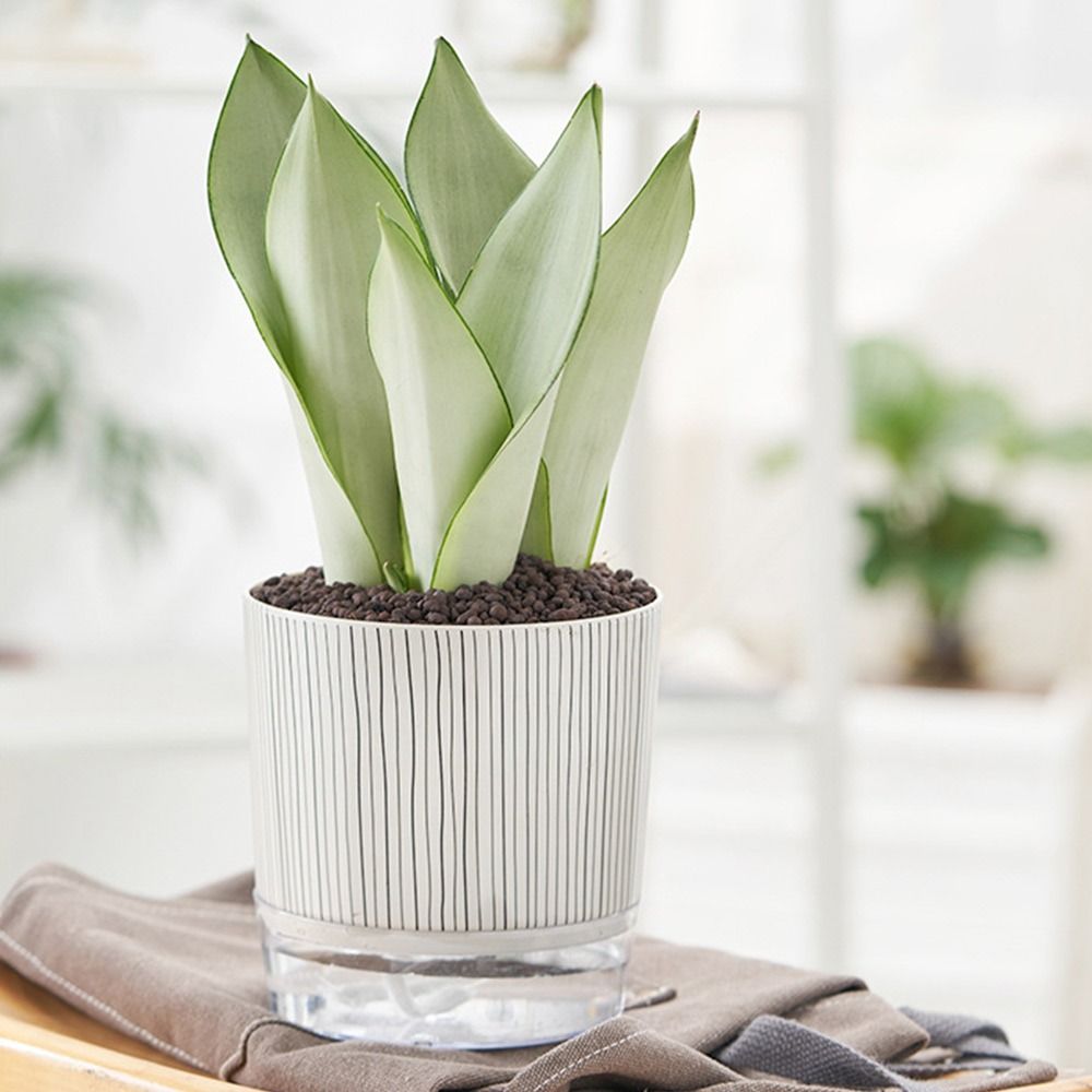 Transparent Self-watering Plan - Aloe Vera Pot review and price